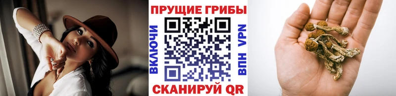 кракен ТОР  купить закладку  Звенигород  Псилоцибиновые грибы MAGIC MUSHROOMS 